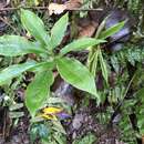 Image of Arisaema ilanense J. C. Wang