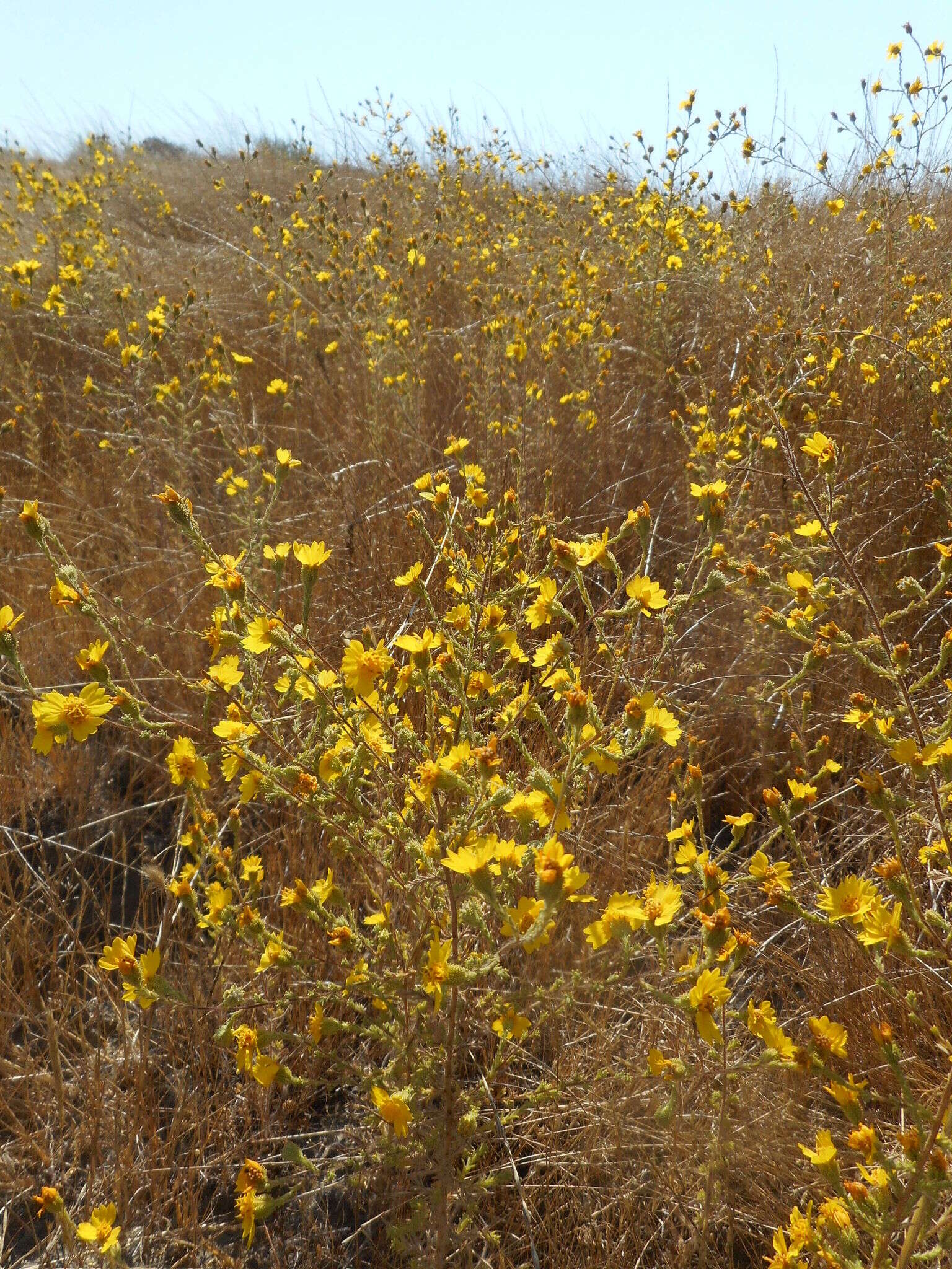 Image of Heermann's tarweed