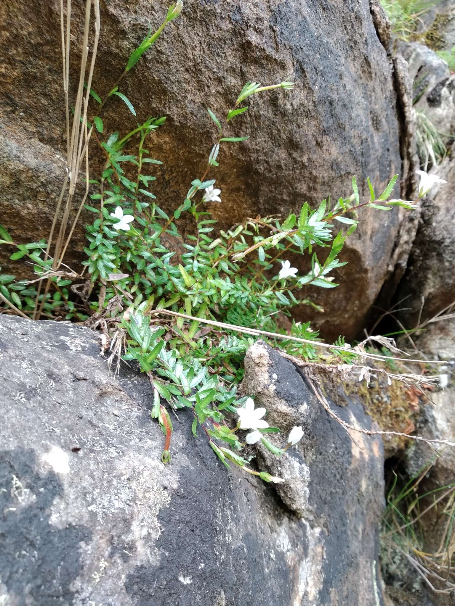 Image of Prismatocarpus nitidus L'Hér.