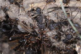 Image of leaf-cutter ants