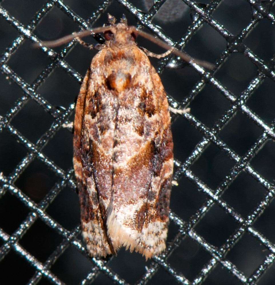 Argyrotaenia velutinana Walker 1863的圖片