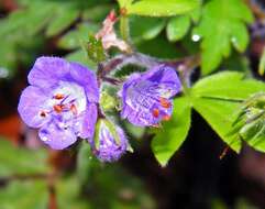 Phacelia bipinnatifida Michx. resmi