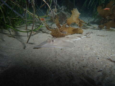 Image of Guitarfish