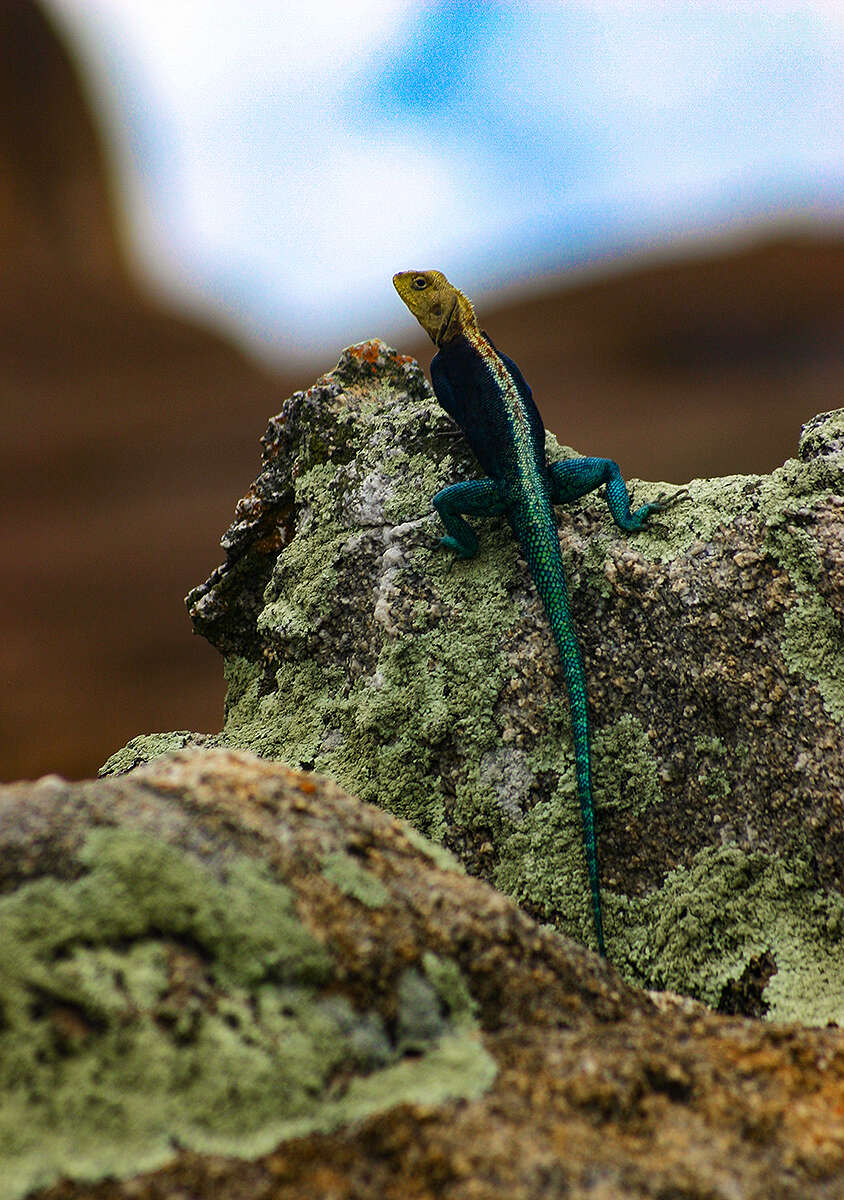 Image of Kirk's Rock Agama