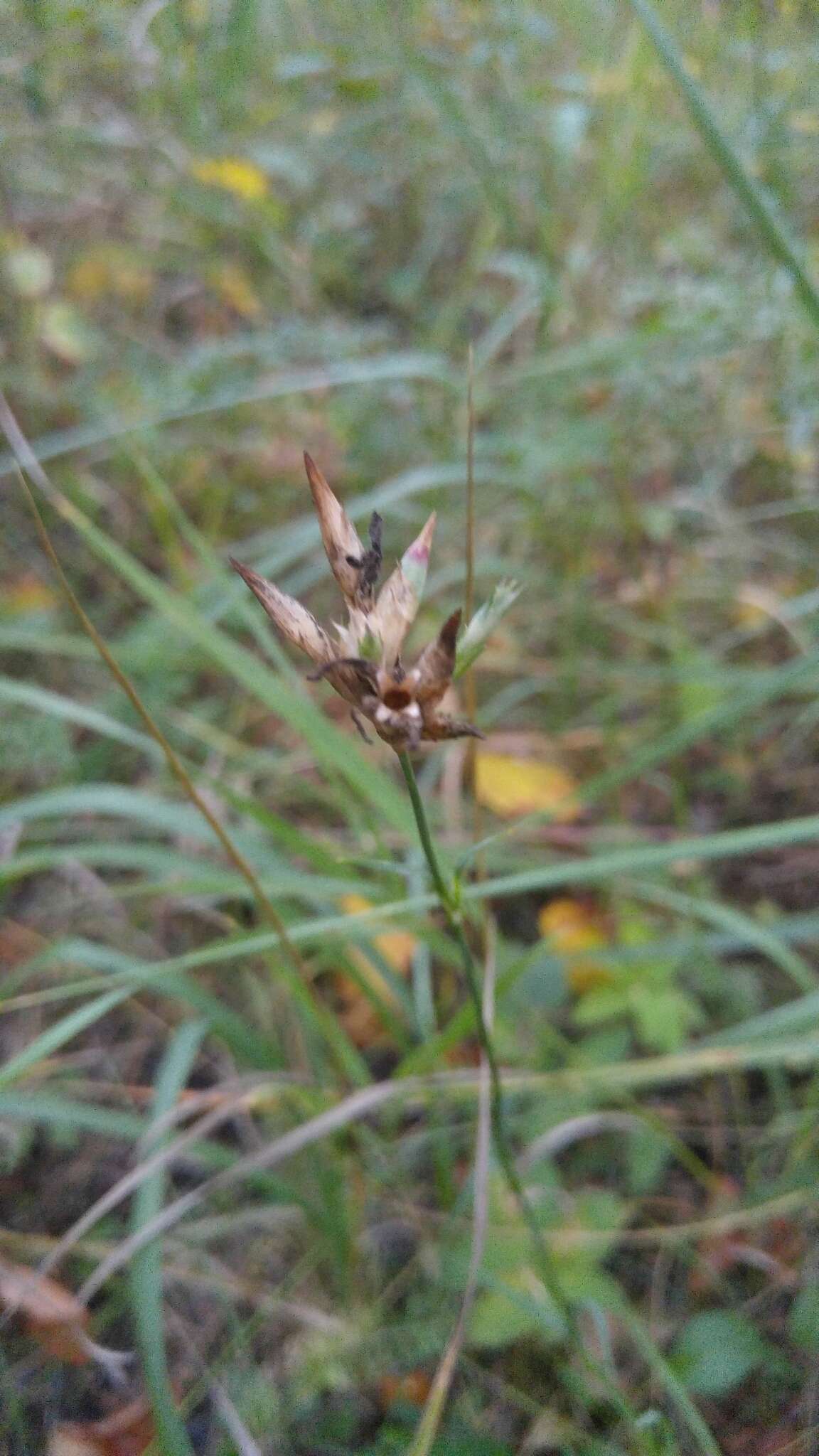 صورة Dianthus carthusianorum L.