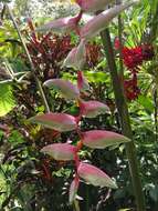 Image of Heliconia chartacea Lane ex Barreiros