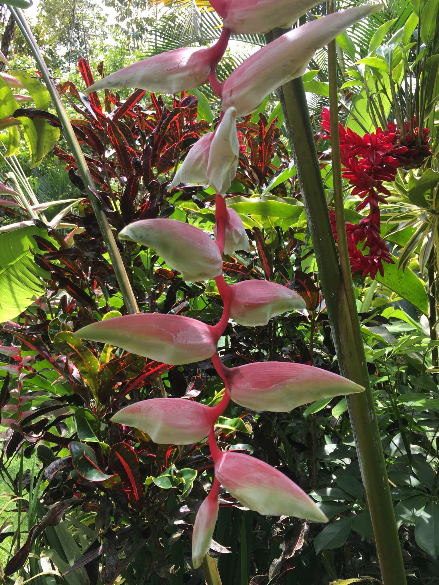 Image of Heliconia chartacea Lane ex Barreiros