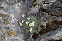 Image of Palander's draba