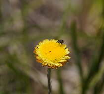 Plancia ëd Coronidium scorpioides (Labill.) Paul G. Wilson