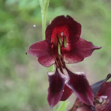 Image of Gladiolus atropurpureus Baker