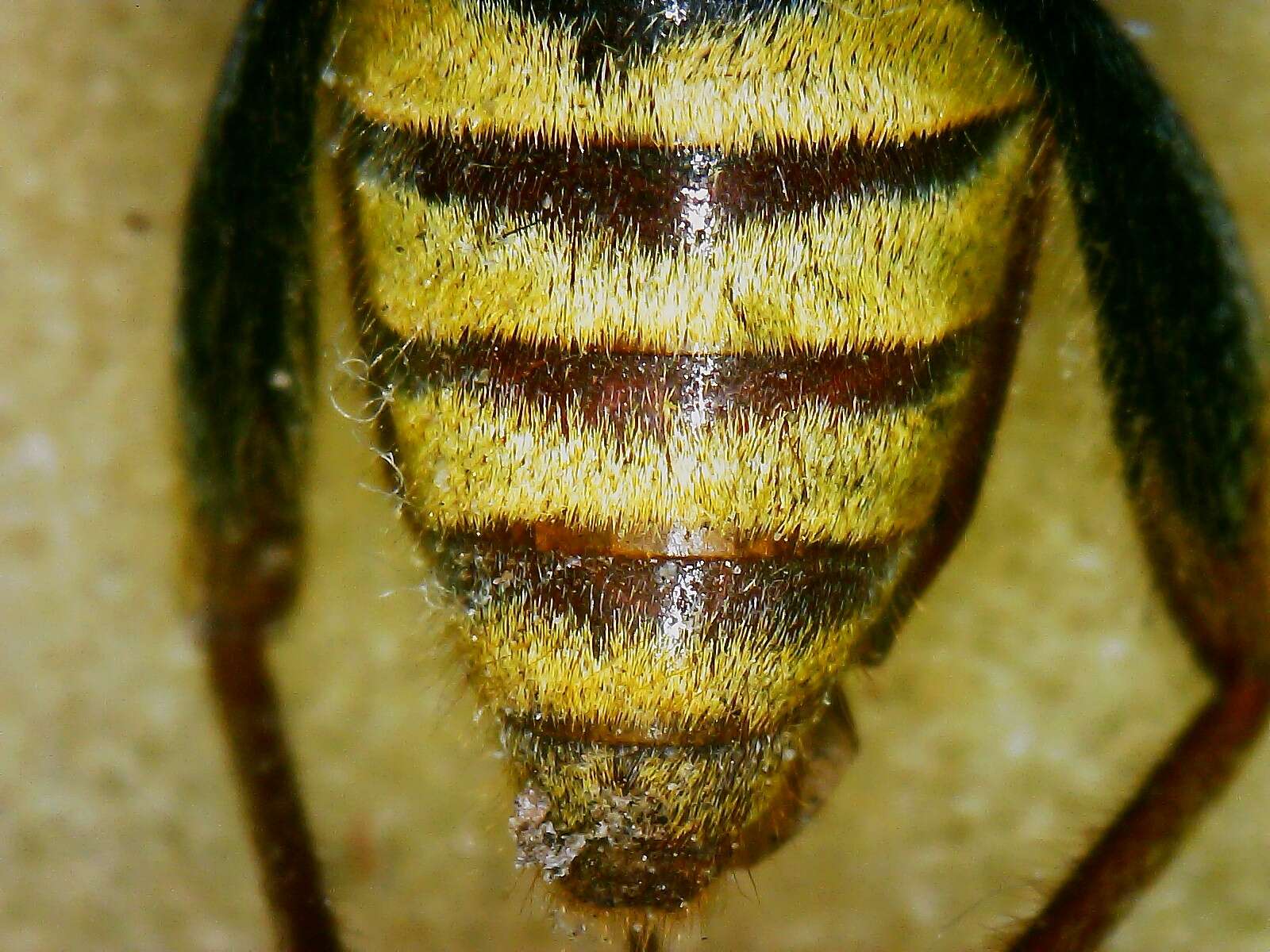 Imagem de Xylotrechus (Xyloclytus) chinensis (Chevrolat 1852)