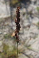 Image of Spiky love-grass