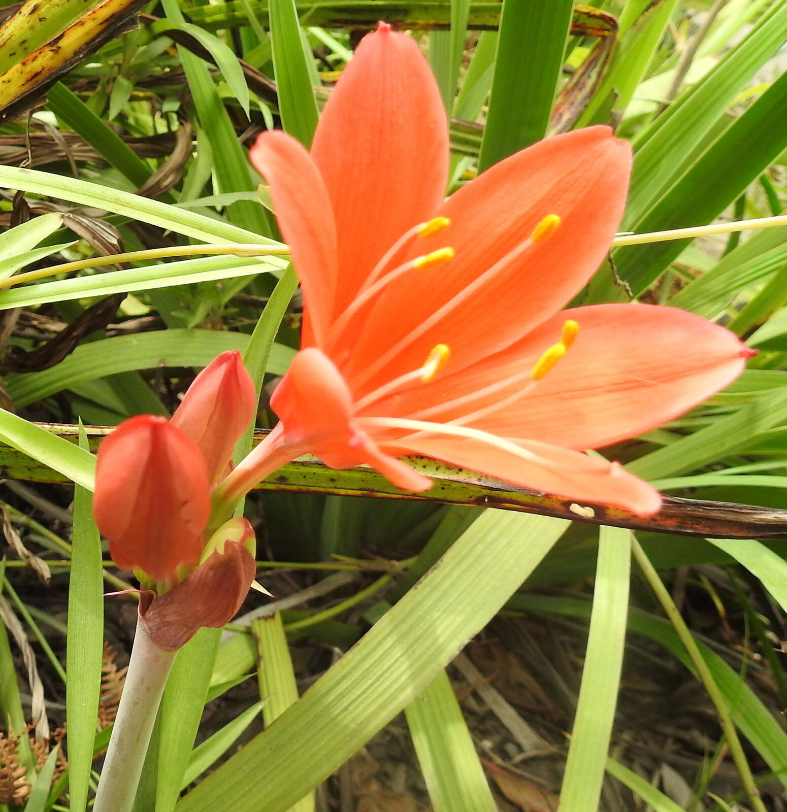 Cyrtanthus elatus (Jacq.) Traub resmi