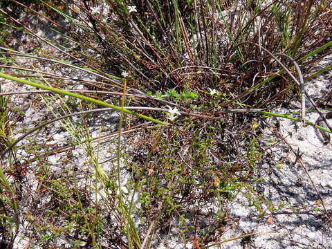 Wahlenbergia pyrophila Lammers resmi