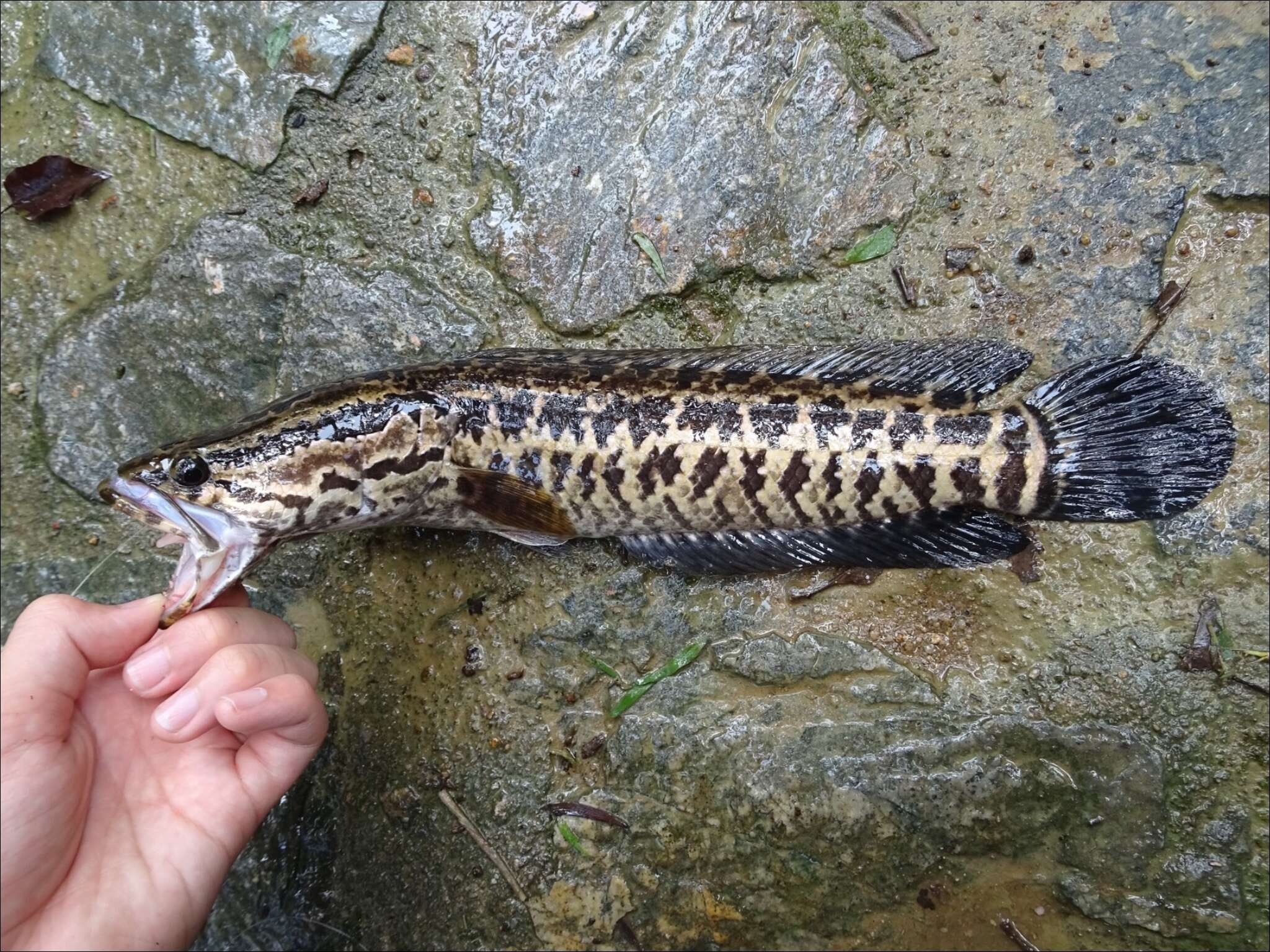 Image of Blotched snakehead