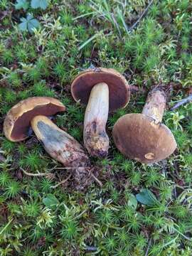 Image of Boletus vermiculosus Peck 1872