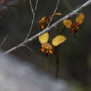 Image of Diuris cruenta D. L. Jones & C. J. French