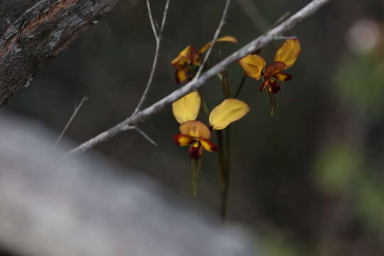 Diuris cruenta D. L. Jones & C. J. French的圖片