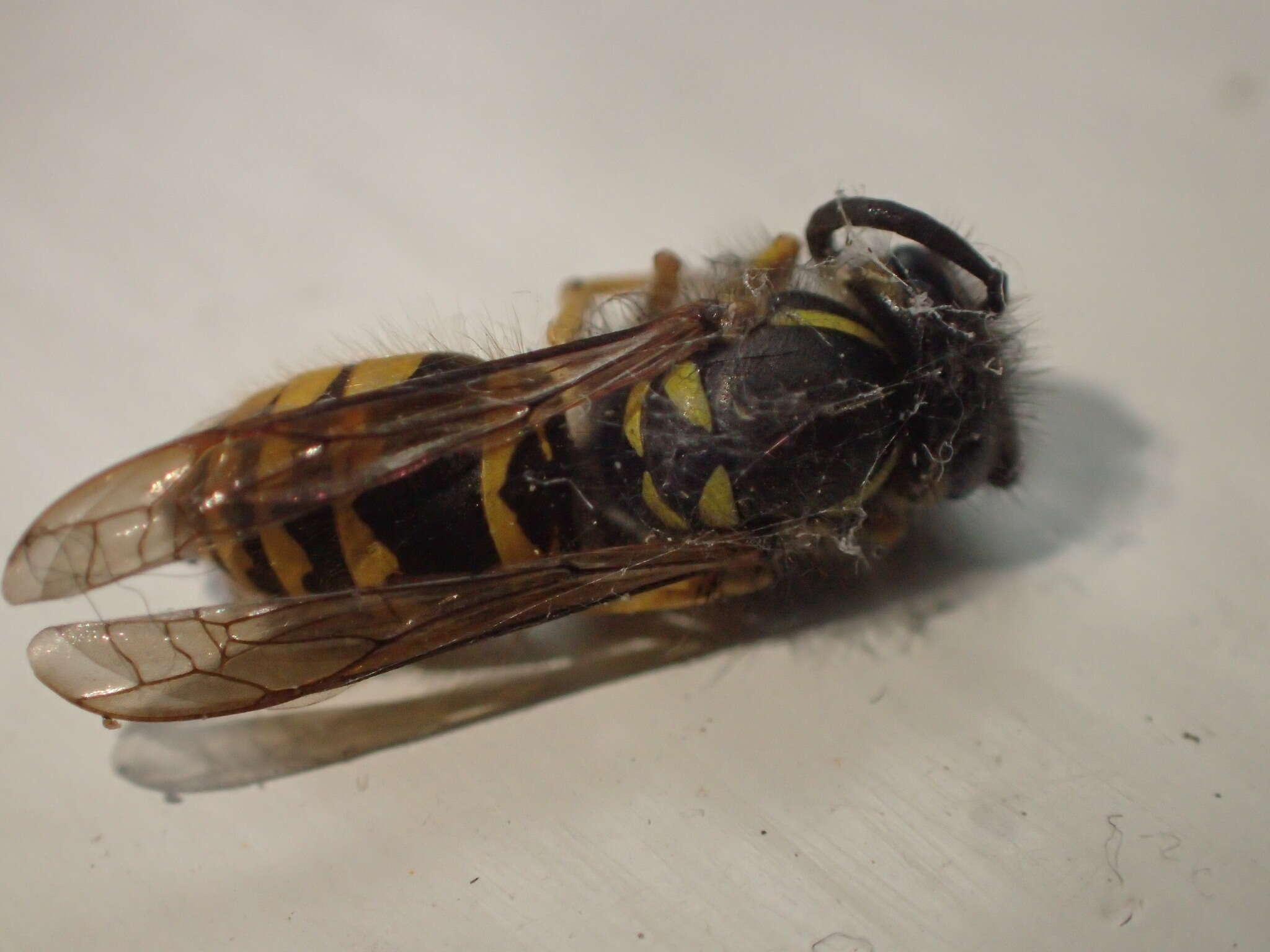 Image of Alaska Yellowjacket