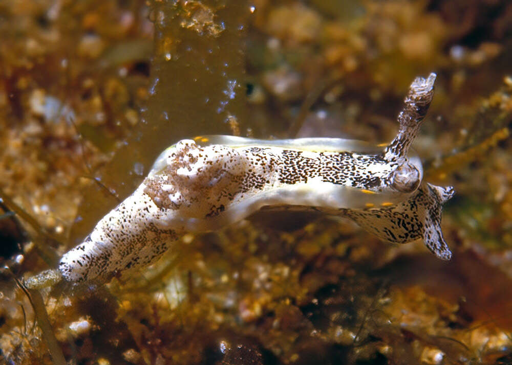 Goniodoris joubini Risbec 1928 resmi