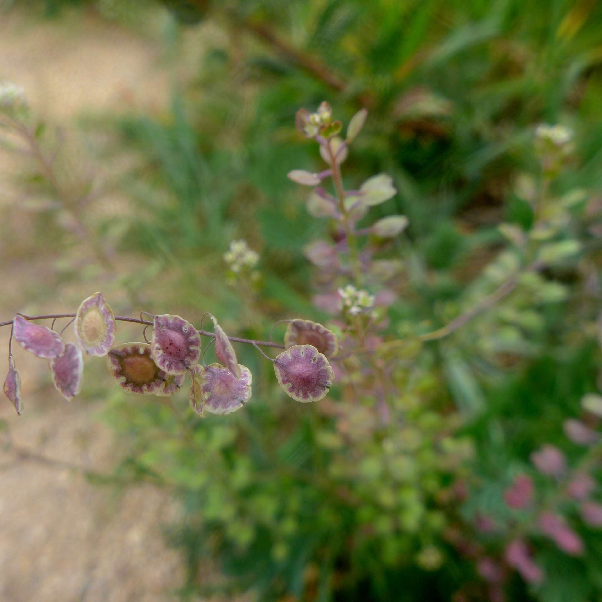 Image of sand fringepod