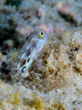 Image of Alloblennius