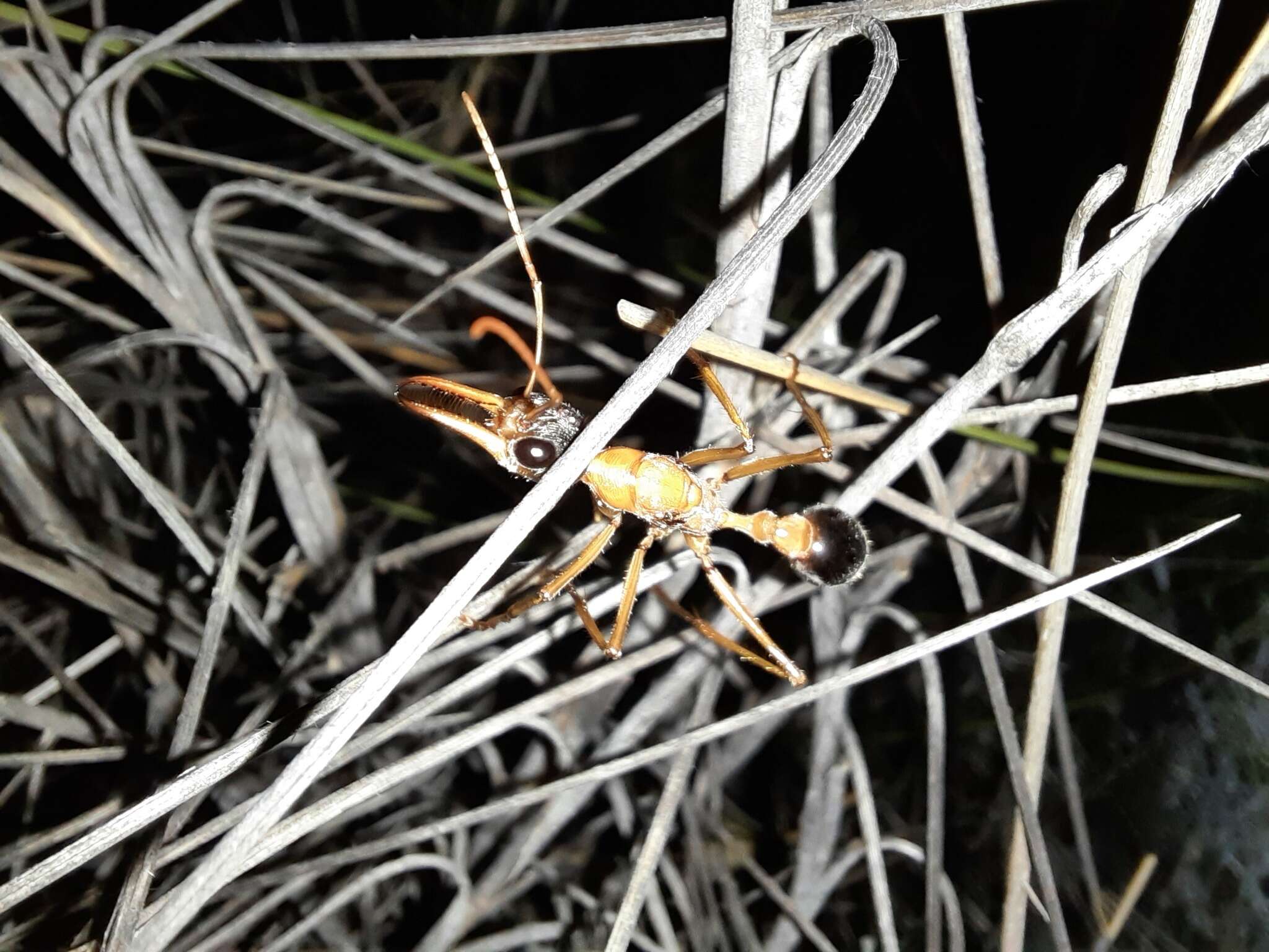 صورة Myrmecia desertorum Wheeler 1915