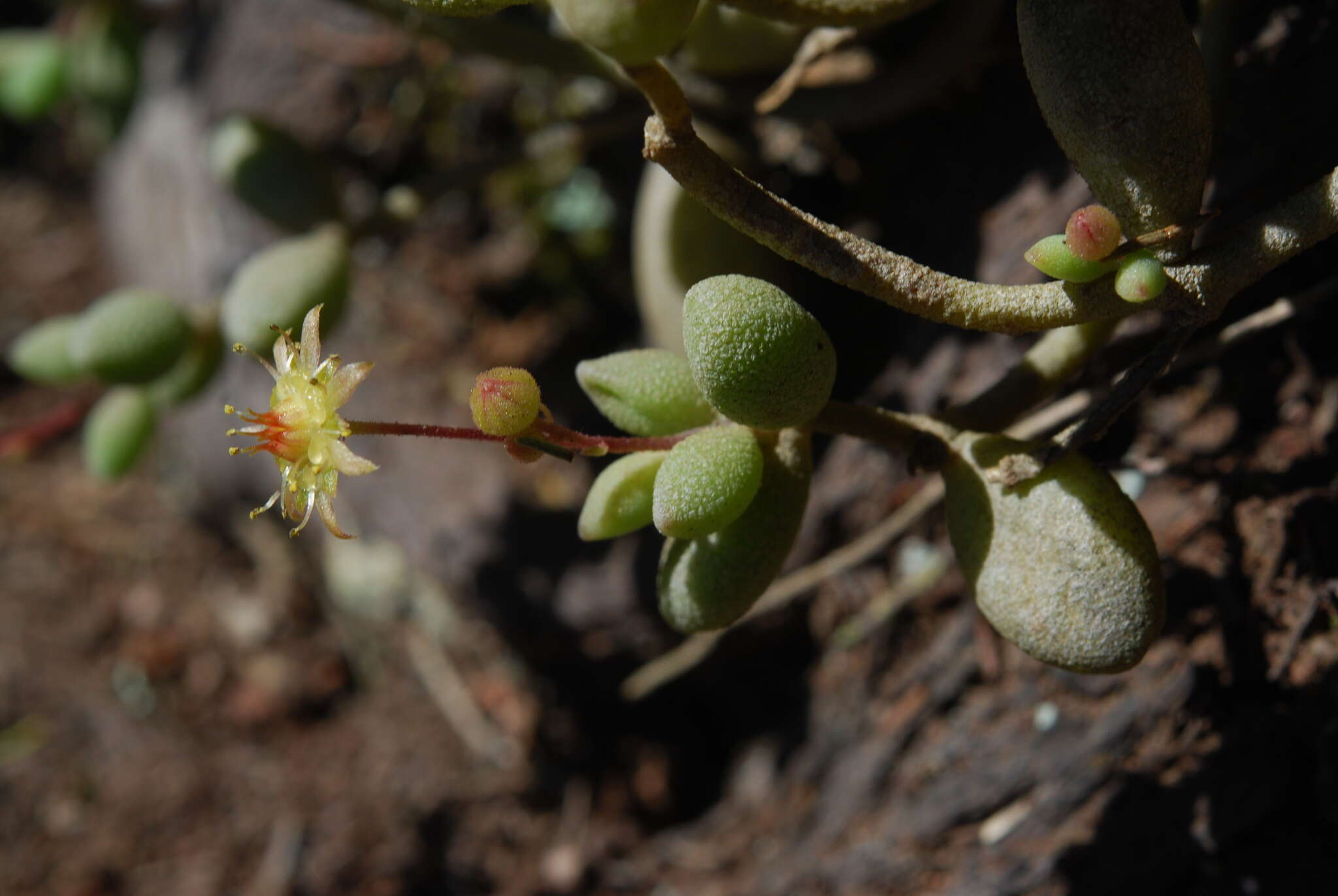 Image of Monanthes laxiflora (DC.) Bolle