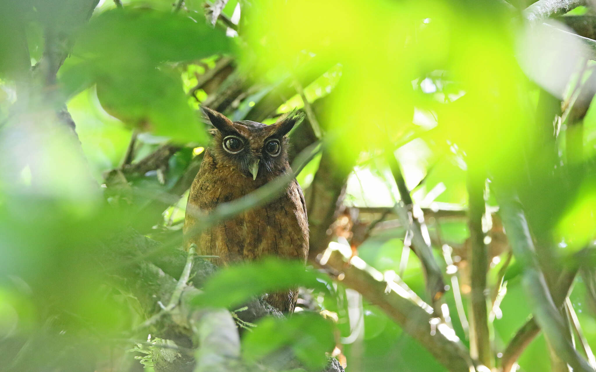 Image of Tawny-bellied Screech Owl