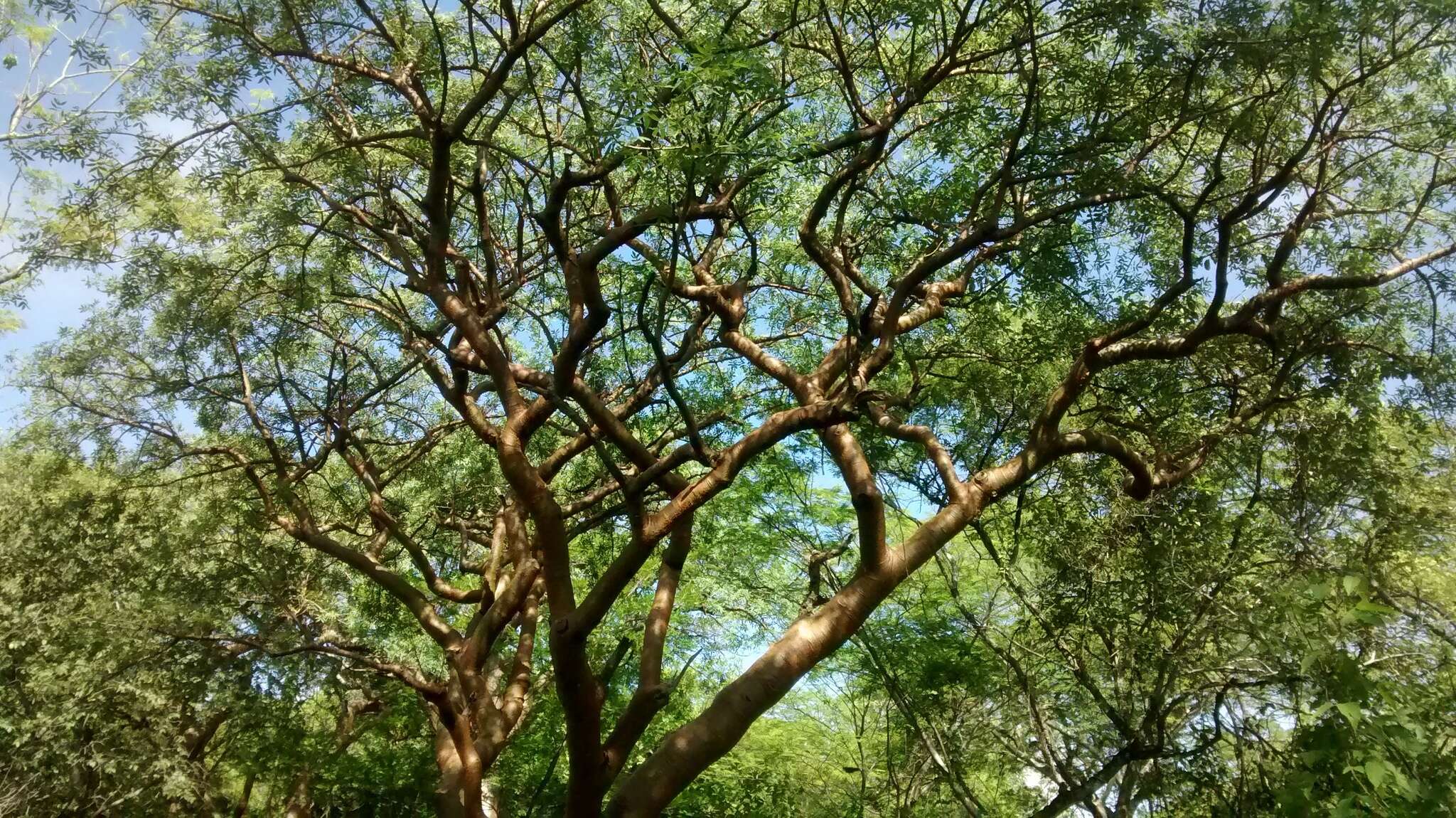 Image of Bursera lancifolia (Schltdl.) Engl.