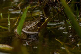 Image of Florida Bog Frog