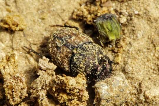 Слика од Onthophagus (Palaeonthophagus) lemur (Fabricius 1781)