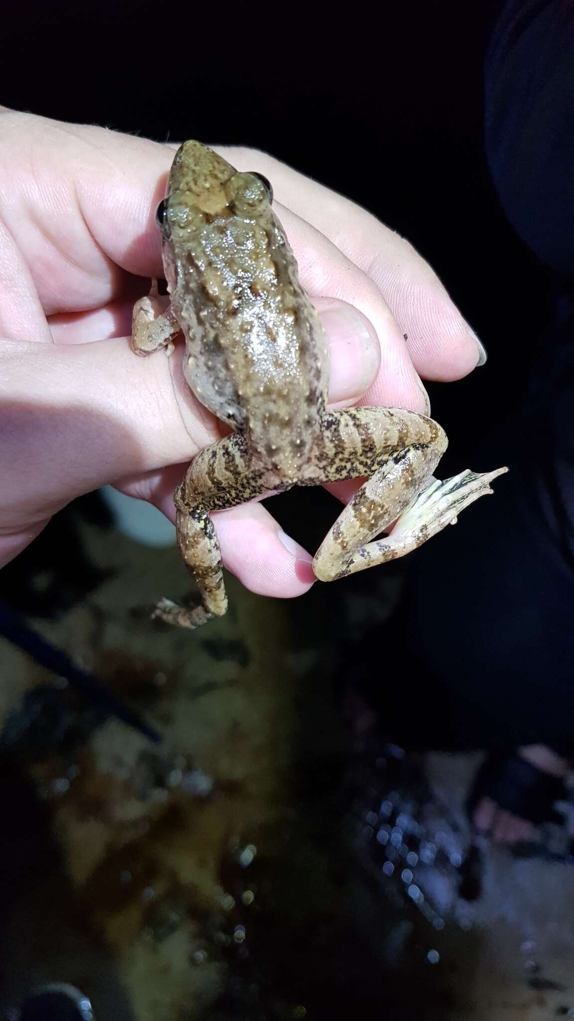 Image of Asian Brackish Frog