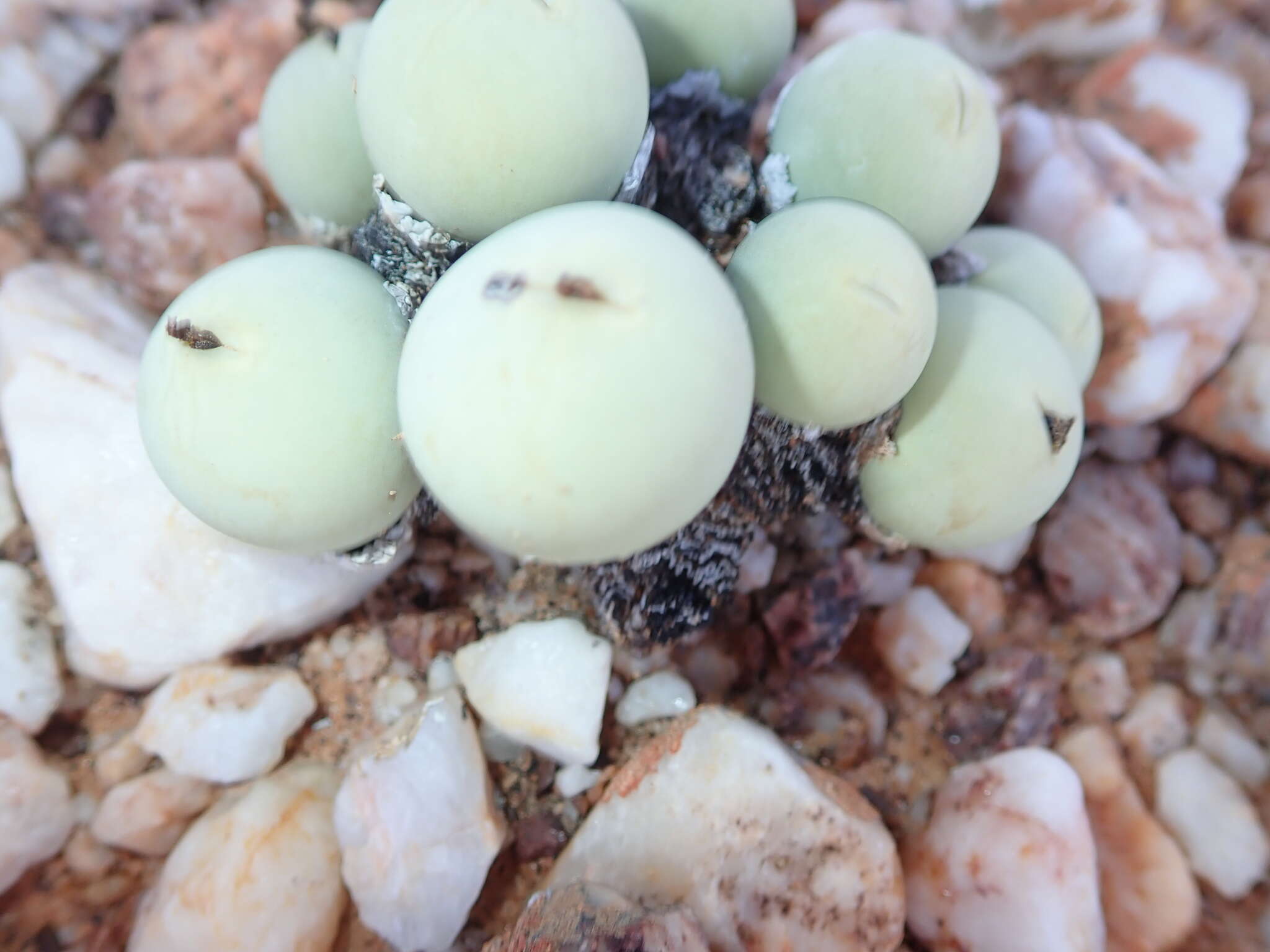 Image of Conophytum calculus (Berger) N. E. Br.