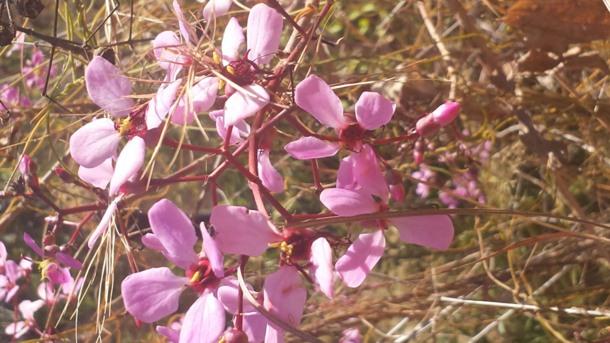 Image of Dichaetanthera crassinodis Baker