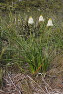 Image of Bulbinella nutans subsp. turfosicola (P. L. Perry) P. L. Perry