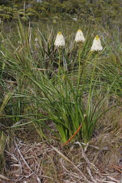 Image of Bulbinella nutans subsp. turfosicola (P. L. Perry) P. L. Perry