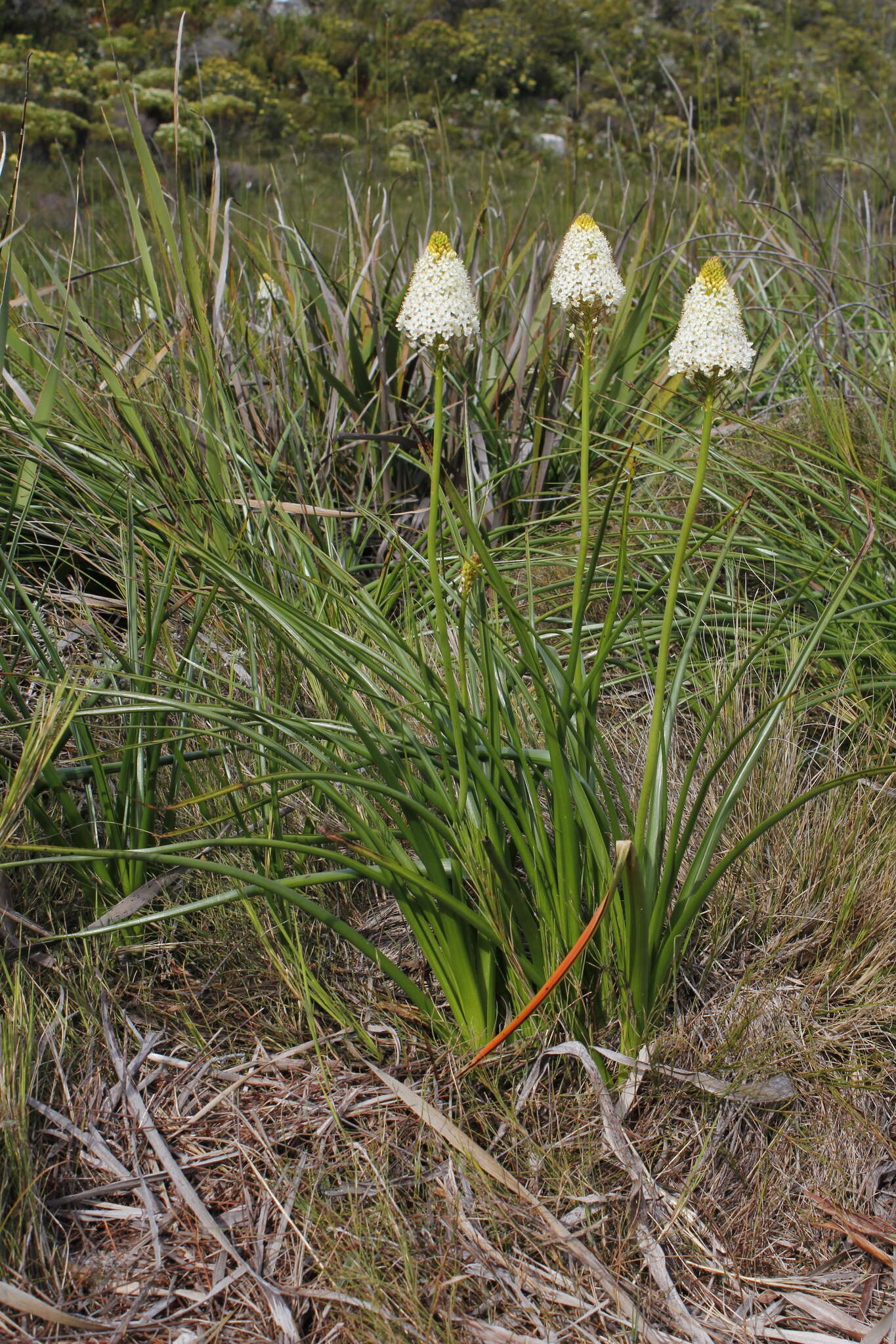 Image of Bulbinella nutans subsp. turfosicola (P. L. Perry) P. L. Perry