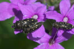 صورة Acmaeodera tubulus (Fabricius 1801)