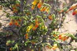 Image of Hermannia cuneifolia var. cuneifolia