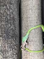 Image of Leptophis ahaetulla occidentalis (Günther 1859)