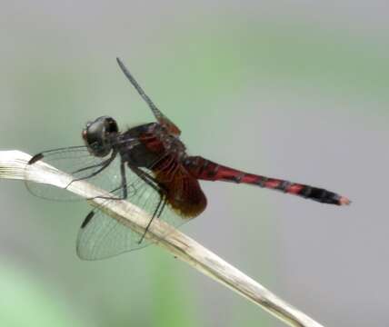 Image of Red-mantled Dragonlet