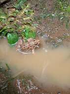 Image of Asian Brackish Frog