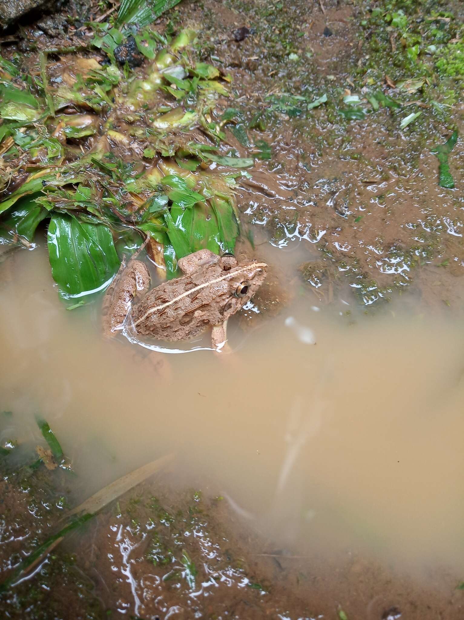 Image of Asian Brackish Frog