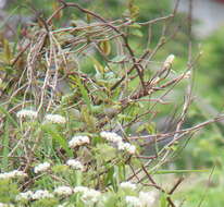 Image of Chestnut-flanked White-eye