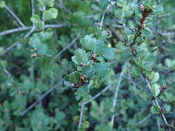 Image of Mason's ceanothus