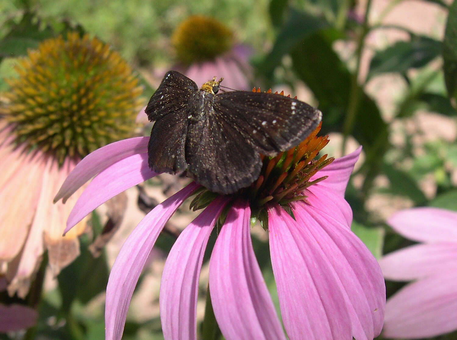 Image of Golden-headed Scallopwing