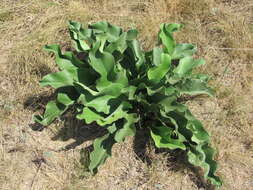 Imagem de Limonium gerberi A. Soldano