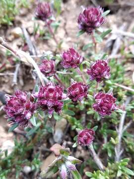 Image of Thymus moldavicus Klokov & Des.-Shost.