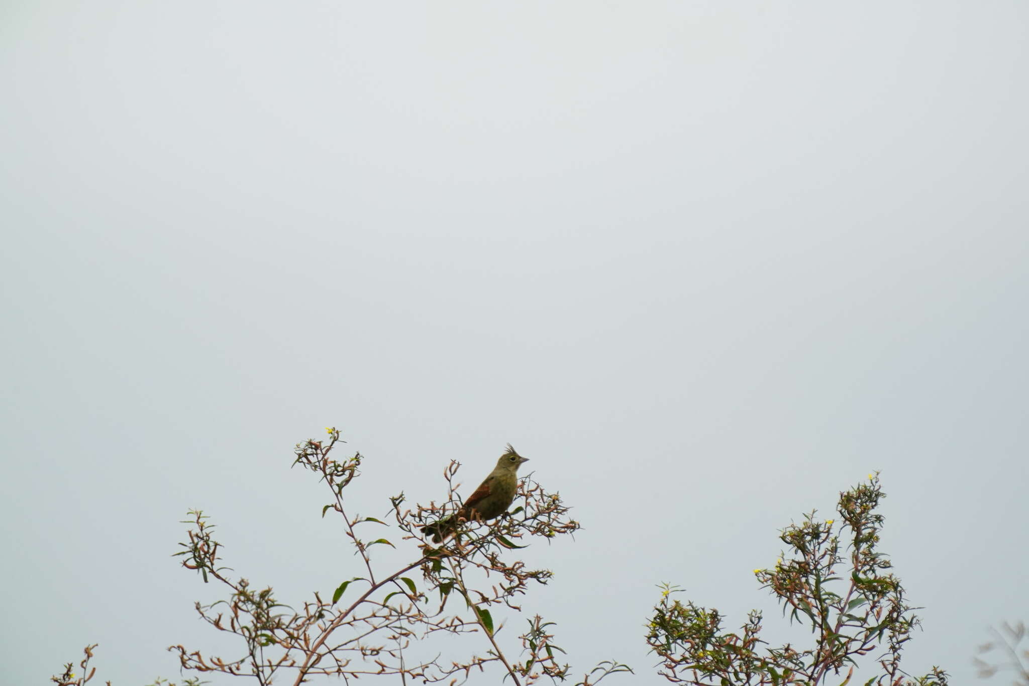 Plancia ëd Emberiza lathami Gray & JE 1831